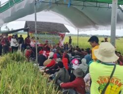 Desa Pariaman di Kutai Kartanegara Rayakan Keberhasilan Panen Padi Melimpah