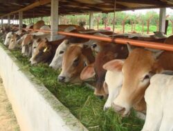 Peluang dan Kesiapan Sektor Peternakan Kaltim Dikaji Menyambut Pemindahan IKN